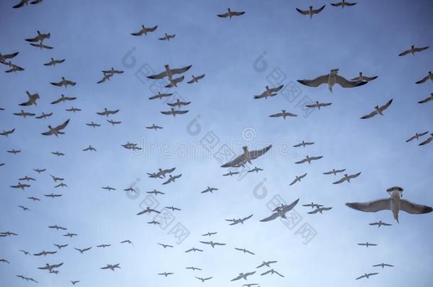 一兽群关于海鸥是自由的飞行的采用指已提到的人天