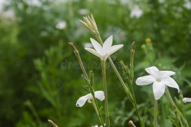 长花<strong>烟草</strong>,长的-花开着的<strong>烟草</strong>,<strong>烟草</strong>长的iflora,