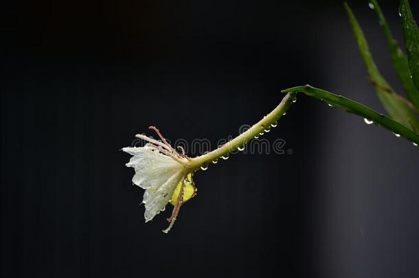 美丽的鱼骨仙人掌昙花甲藻