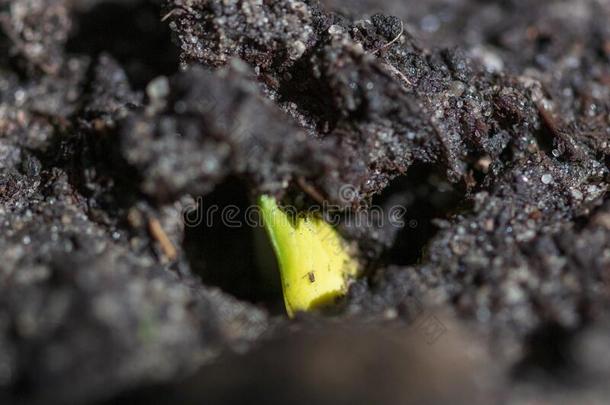 一小的西瓜植物新芽从指已提到的人地面