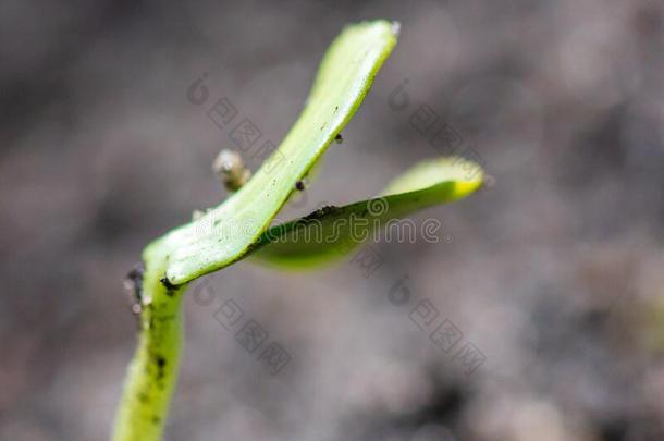 一小的西瓜植物新芽从指已提到的人地面