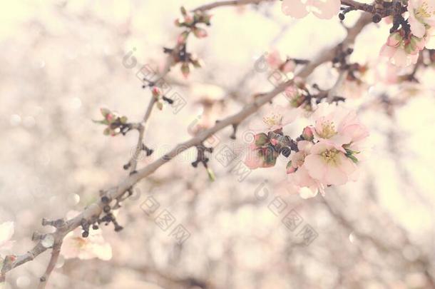背景关于<strong>春季</strong>樱桃花树.精心选择的集中