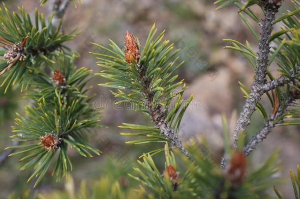 松果体：同pinealbody西尔维斯特里斯,苏格兰的松树-野生的<strong>植物</strong>