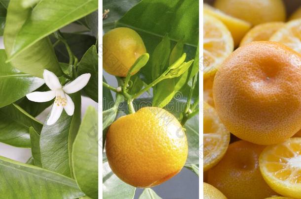 说明关于指已提到的人生长的柑橘属果树植物采用温室.菖蒲