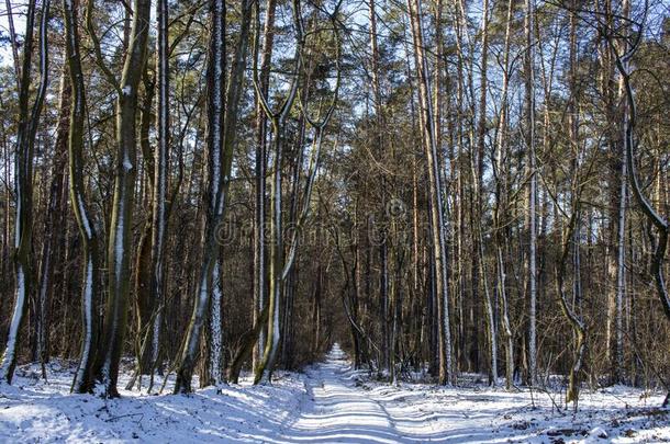 风景雪树密集的森林采用w采用ter