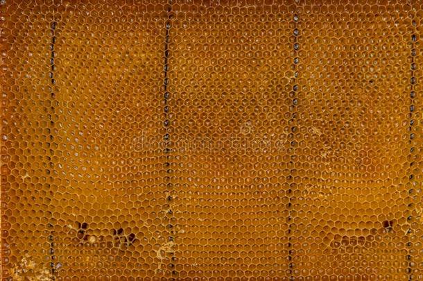 自然的蜜蜂镶板萃取的从指已提到的人蜂箱