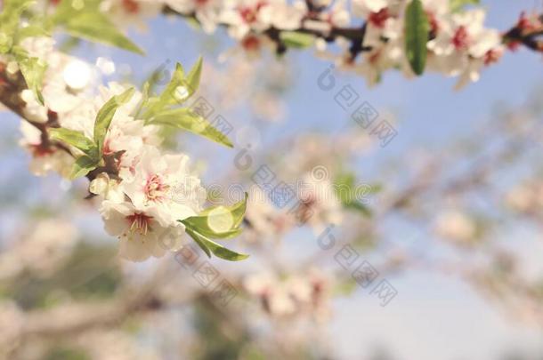 背景关于春季樱桃花树.精心选择的集中