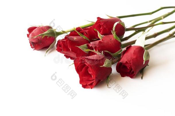 美丽的红色的玫瑰隔离的向白色的背景