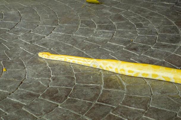 黄色的巨蛇向水泥地面