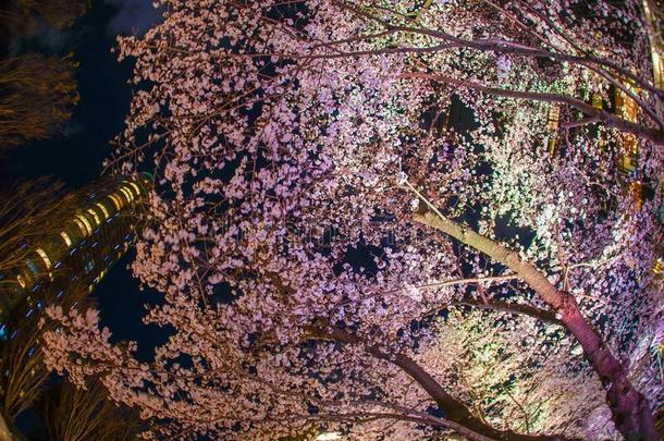 樱桃花关于东京市中心区的新北町公园