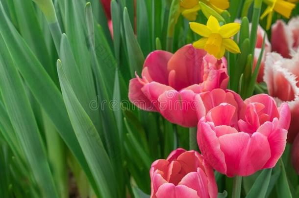 红色的郁金香和黄色的黄水仙向一和煦的：照到阳光的春季d一y.富有色彩的