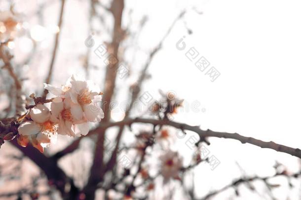 背景关于春季樱桃花树.精心选择的集中