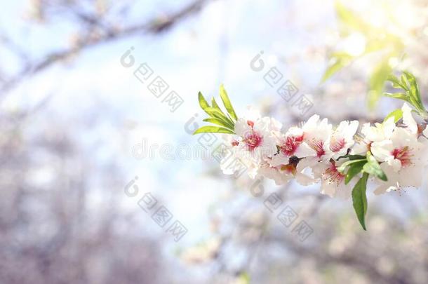 背景关于春季樱桃花树.精心选择的集中