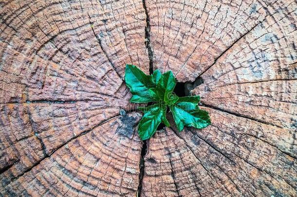 植物生长的出局关于一树树桩