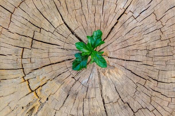 植物生长的出局关于一树树桩