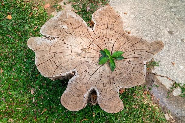 植物生长的出局关于一树树桩