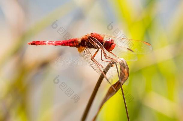 美好的红色的蜻蜓向一gr一ss采用指已提到的人p一rk