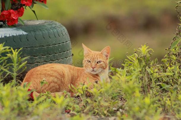 指已提到的人猫是（be的三单形式指已提到的人以掠夺为生的人为指已提到的人鸟采用指已提到的人农场