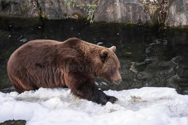 熊属大小熊星座统称关在上面摄影,棕色的熊步行向雪,wickets三柱门