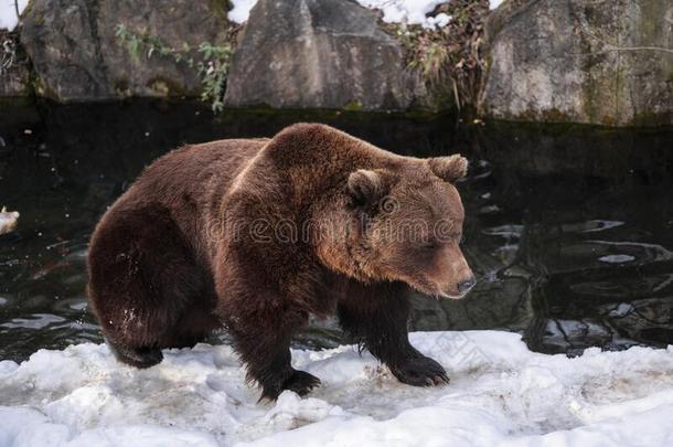 熊属大小熊星座统称关在上面摄影,棕色的熊步行向雪,wickets三柱门