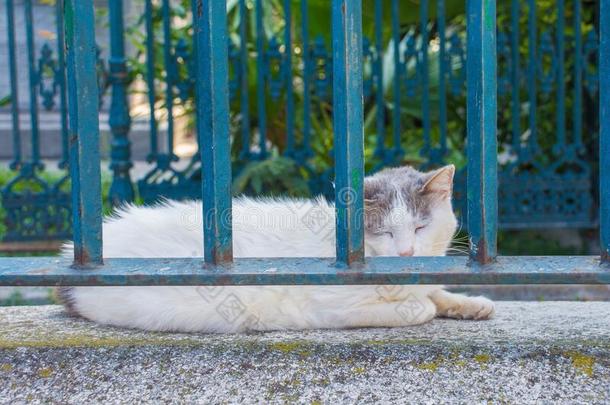 法蒂赫清真寺墓地猫