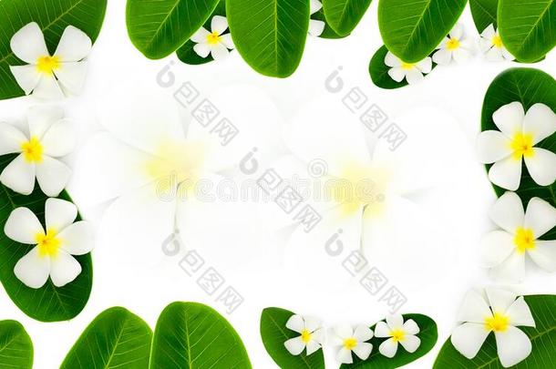 梅花花.白色的鸡蛋花热带的花和离开框架