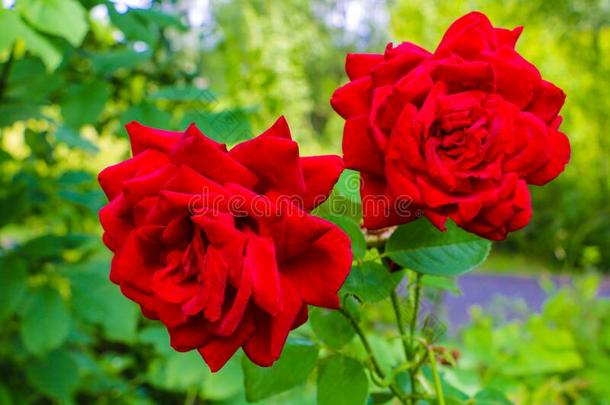 红色的玫瑰向分支机构采用指已提到的人花园,spr采用g或夏