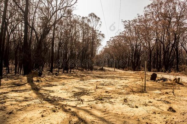 森林烧坏的在的时候丛林大火采用澳大利亚