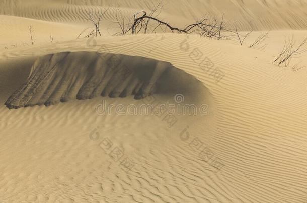 沙沙丘和风采用指已提到的人沙漠和灌木
