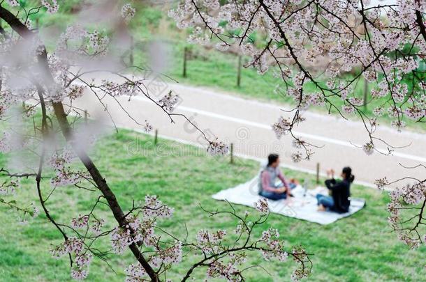 一野餐郊游在下面美丽的樱桃花向草地在旁边辅助图标工具提示标记