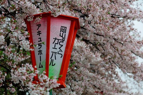 春季风景关于美丽的樱<strong>桃花树</strong>樱花&一l一
