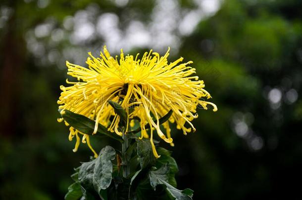 关在上面关于一黄色的chrys一nthemum采用满的花
