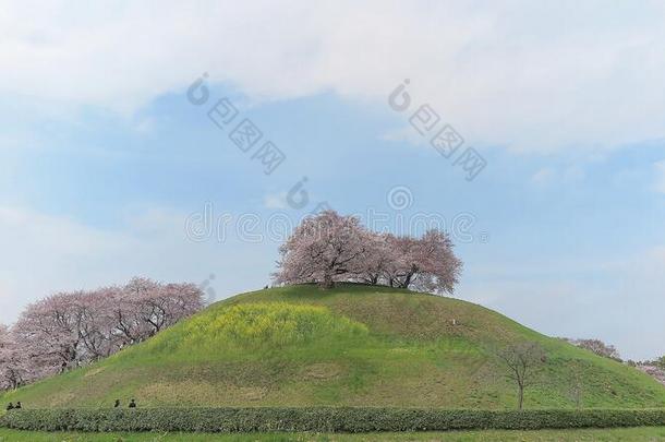 风景优美的看法关于美丽的樱桃花树樱花向一小山