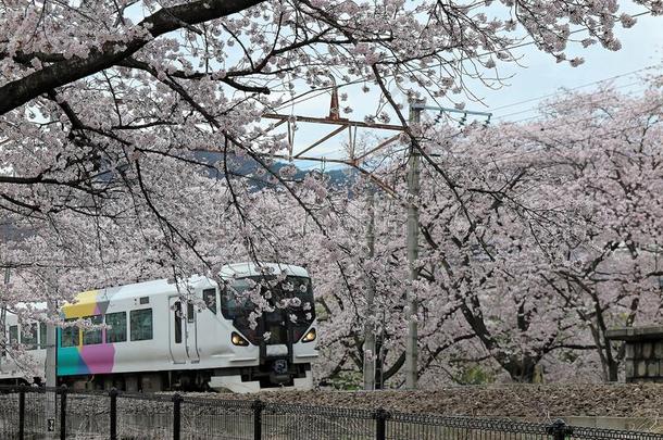 一火车同行的在下面令人惊异的樱<strong>桃花树</strong>樱花偷
