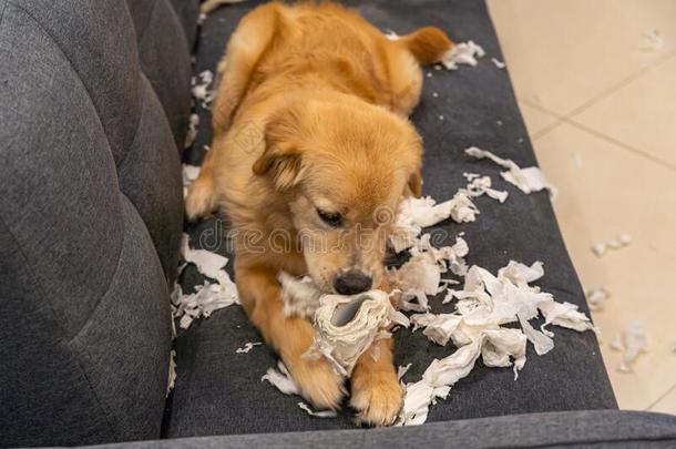 顽皮的金色的寻猎物犬小狗狗咬薄纸纸向沙发