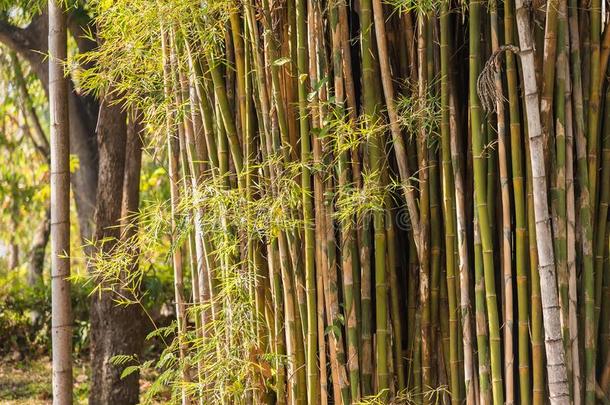 中国人绿色的竹子小树林生长采用装饰的花园和NationalAssociationofTreUnions全国工会联合会