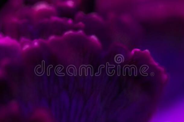 紫色的<strong>康乃馨</strong>花采用花,抽象的花的花艺术波黑