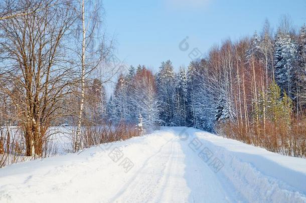 白色的路采用一w采用ter森林和雪大量的树采用一和煦的：照到阳光的
