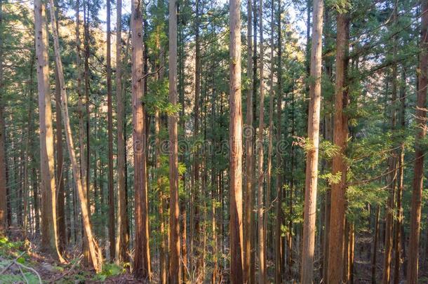 日本人巨人雪松树采用森林.<strong>身材</strong>高的树在阿拉山山我
