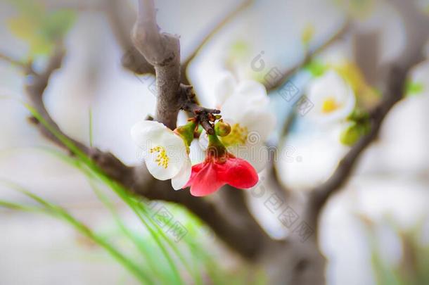 特写镜头看法关于蟹-苹果花和白色的和红色的颜色