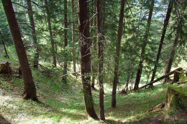 混合的森林和稀薄的出局树向指已提到的人斜坡关于指已提到的人丘尔菲尔