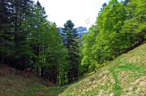 混合的森林和<strong>稀薄</strong>的出局树向指已提到的人斜坡关于指已提到的人丘尔菲尔