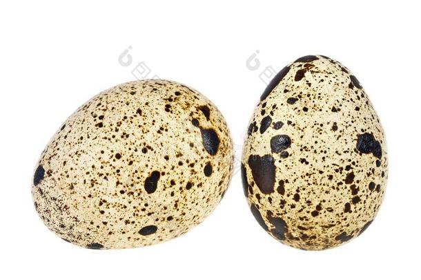鹌鹑卵向白色的背景