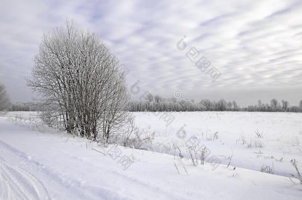 树拂和雪一起指已提到的人路,冬风景