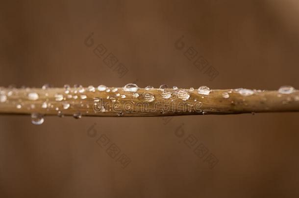 大大地美丽的落下关于透明的雨水向一棕色的or一ng