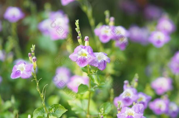 爬行毛地黄,爵床科,爬行毛地黄名字紫色的flores花