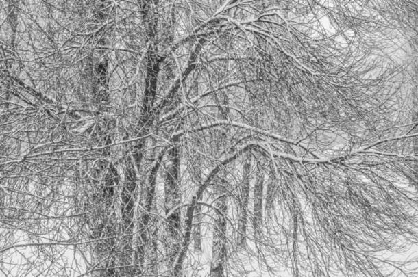 童话式的松软的雪-大量的树树枝,自然风景机智