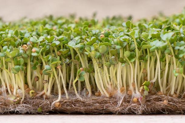 一种高级沙拉植物枝茎.发芽芥末种子向亚麻布席子关在上面