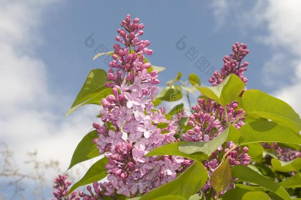 紫丁香属的植物寻常的采用花