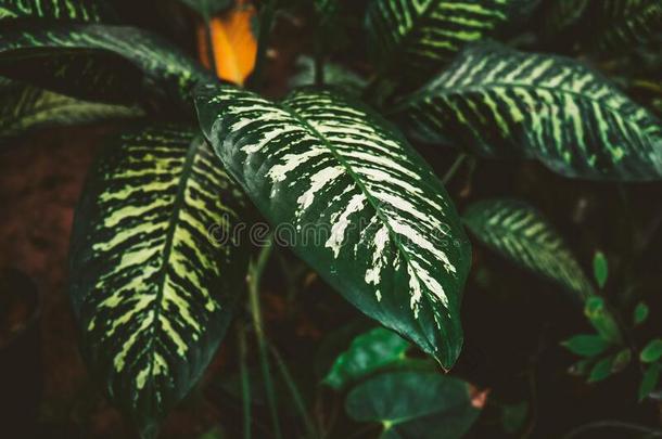 热带的装饰的树叶.花叶万年青植物.